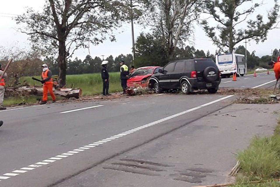 arbol-caido-accidente