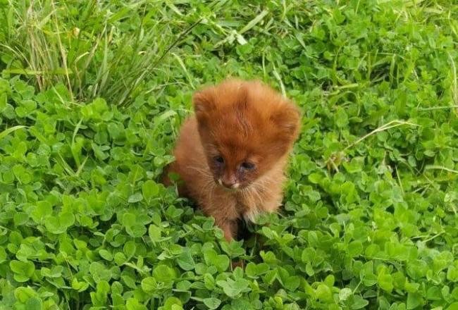 650x440_230810084615_10435