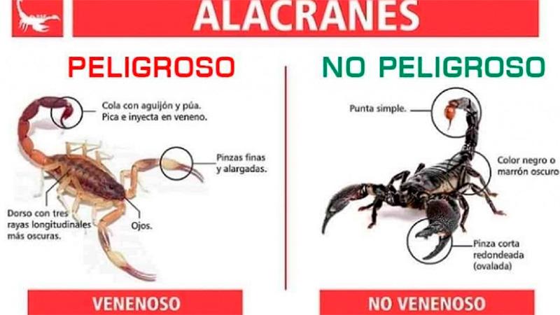 Qu Hacer Ante La Picadura De Un Alacr N