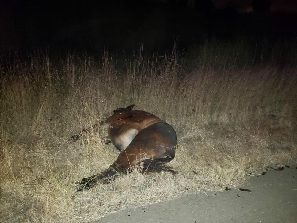 fca8e5af-fe38-411d-99e4-442f7594f122