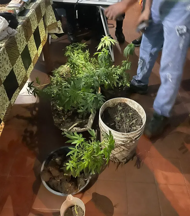 famailla - marihuana