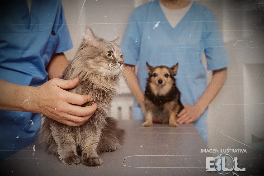 HOSPITAL ANIMAL PORTADA