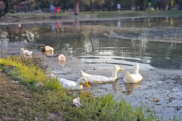 624x416_asi-quedo-parque-9-julio-tras-dia-amigo-aceite-lago-toneladas-basura-1093778-090046
