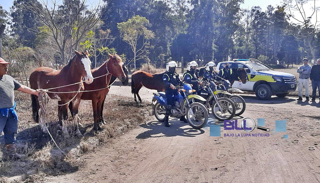 caballo 1