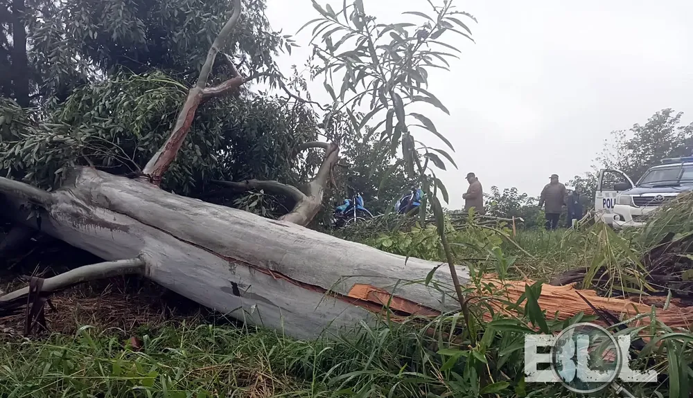 barraza - arbol caido