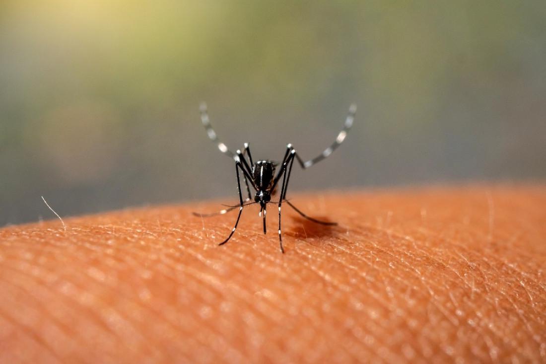 mosquito-dengue-interna-3_1000_1100