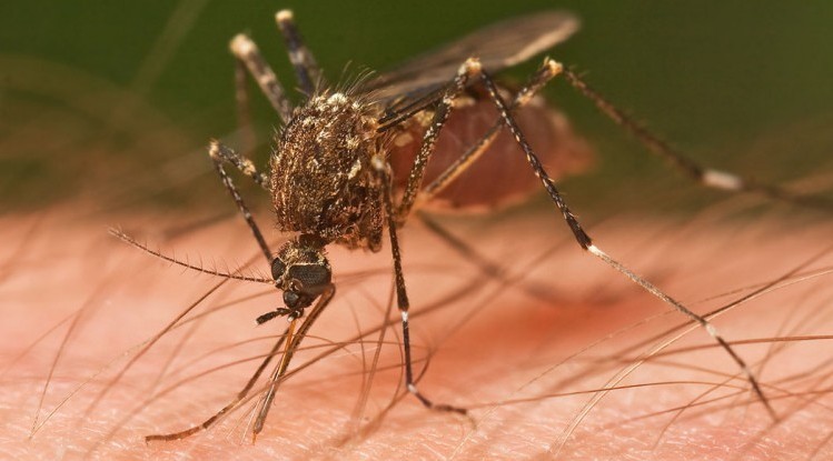 mosquito-e1549019281640