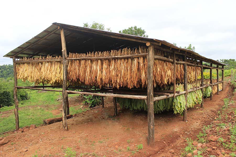 CURADO6