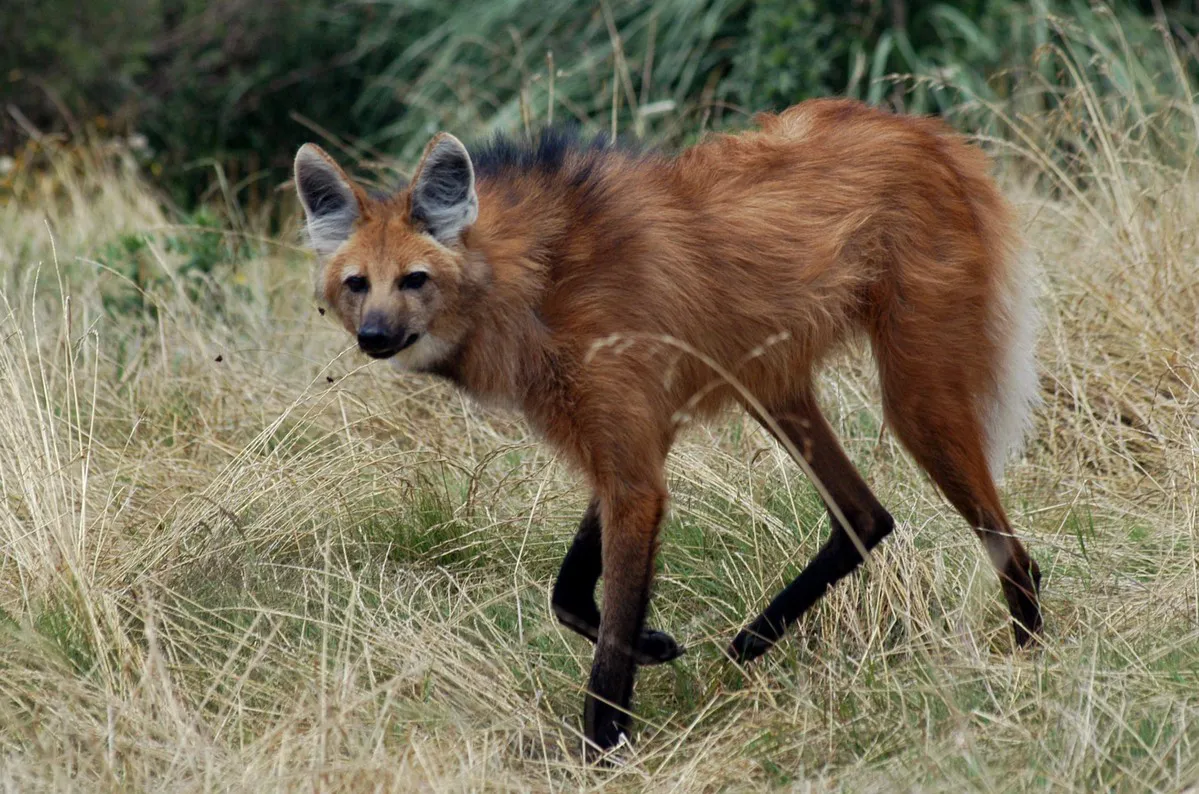 un_ejemplar_de_aguara_guazu_chrysocyon_brachyurus_caminando_en_una_estacion_de_cria_en_uruguay_portada