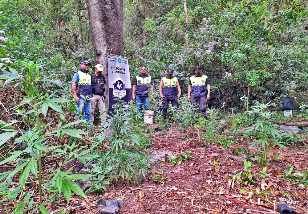 plantacion de marihuana