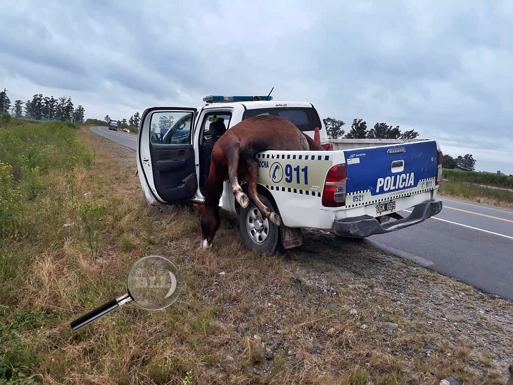 camioneta poli